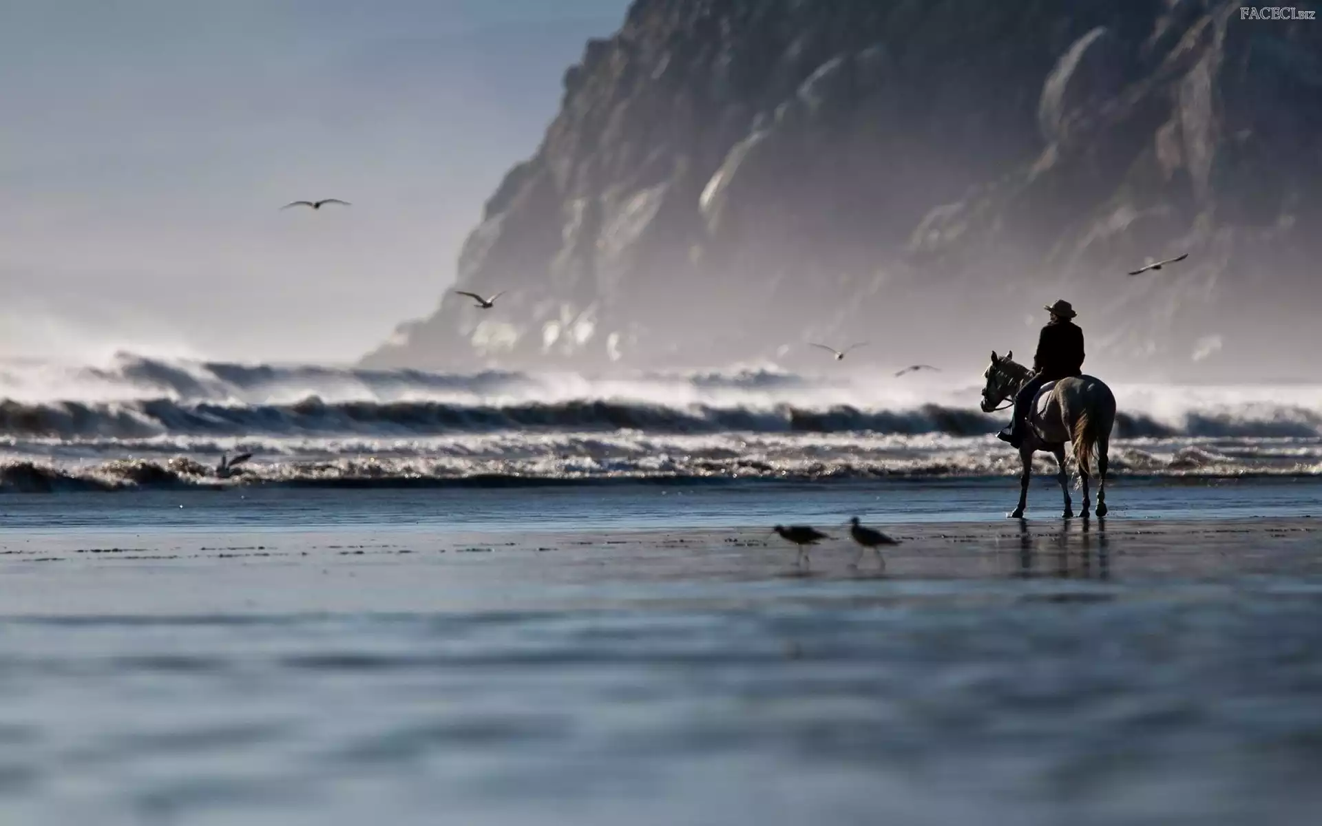 Koń, Jeździec, Fale, Morze, Człowiek